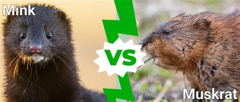 mink vs muskrat